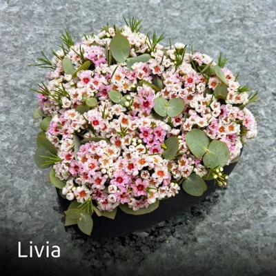 LIVIA